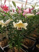 [3164 Santini World B No201.JPG]